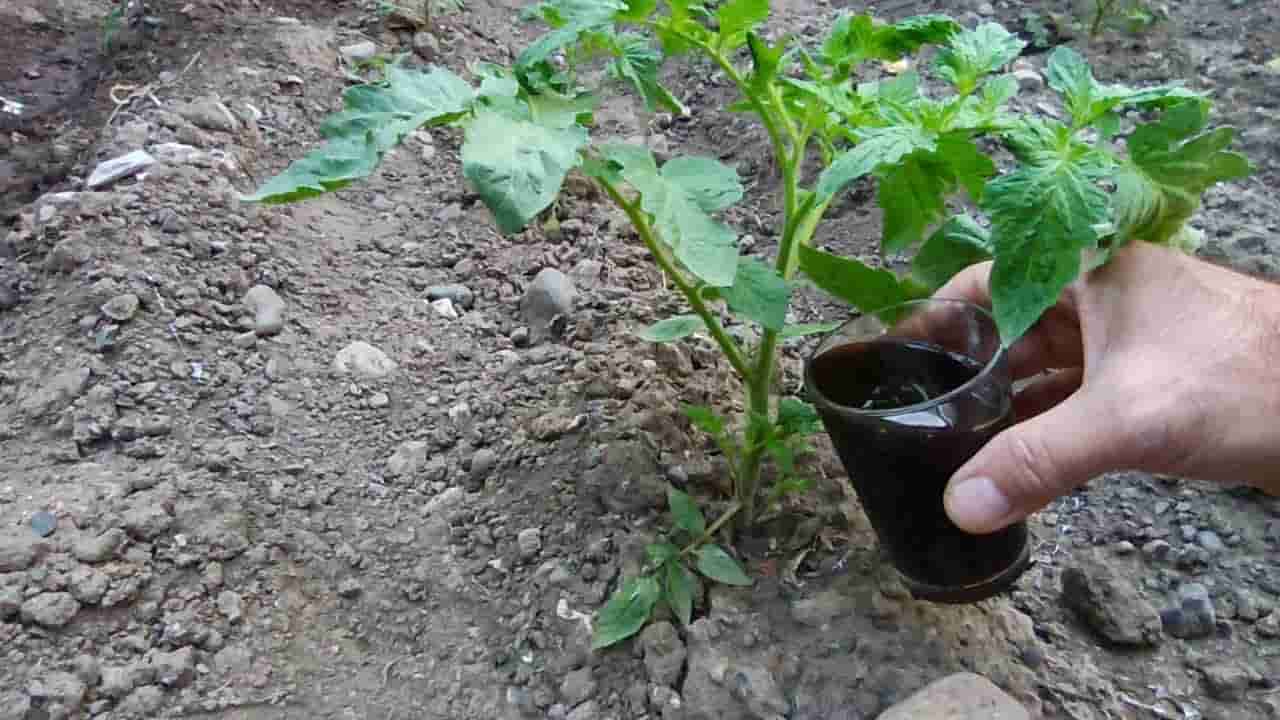 کود مرغی مایع مناسب تغذیه سریع خاک با بازدهی بالا